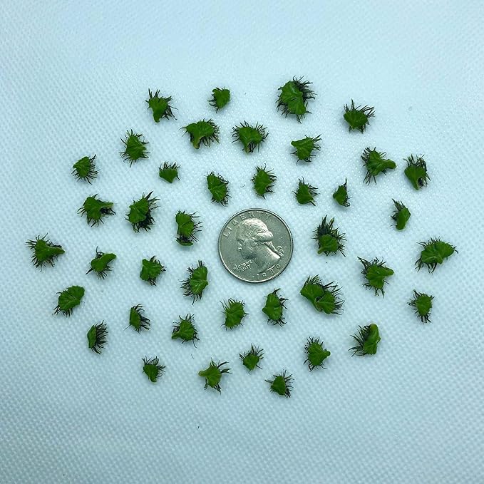 40+ Riccia Water Spangles Live Aquarium Floating Plant (Ricciocarpos Natans) by Aquarigram (Plants Only)