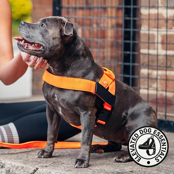 Dog Friendly Co. Dog Harness for Large Dogs (Hi-Vis Orange, Large) | One Click Buckle, Chafe Resistant Webbing, Adjustable Neck & Chest, and Heavy Duty D-Ring, Sturdy Comfortable and Easy to Use