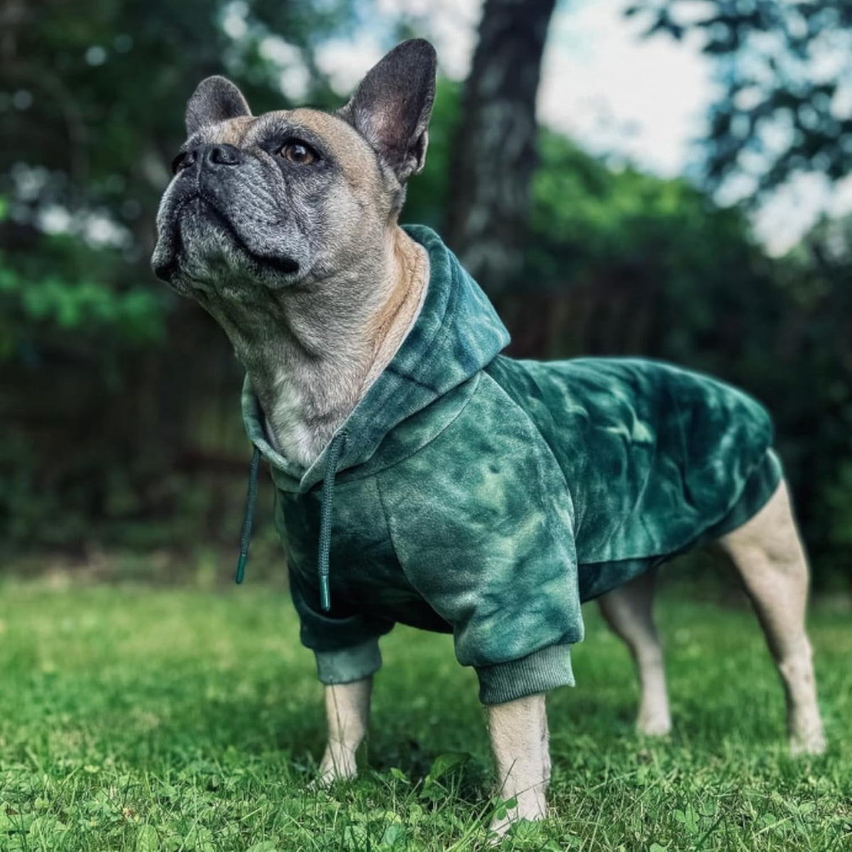 Spark Paws Dog Hoodie – Premium Dog Sweater for Small, Medium, and Large Dogs | Warm Outfits for French Bulldogs, Pitbull, Puppy, Winter Jacket Alternative - Green Skydye, 4XL