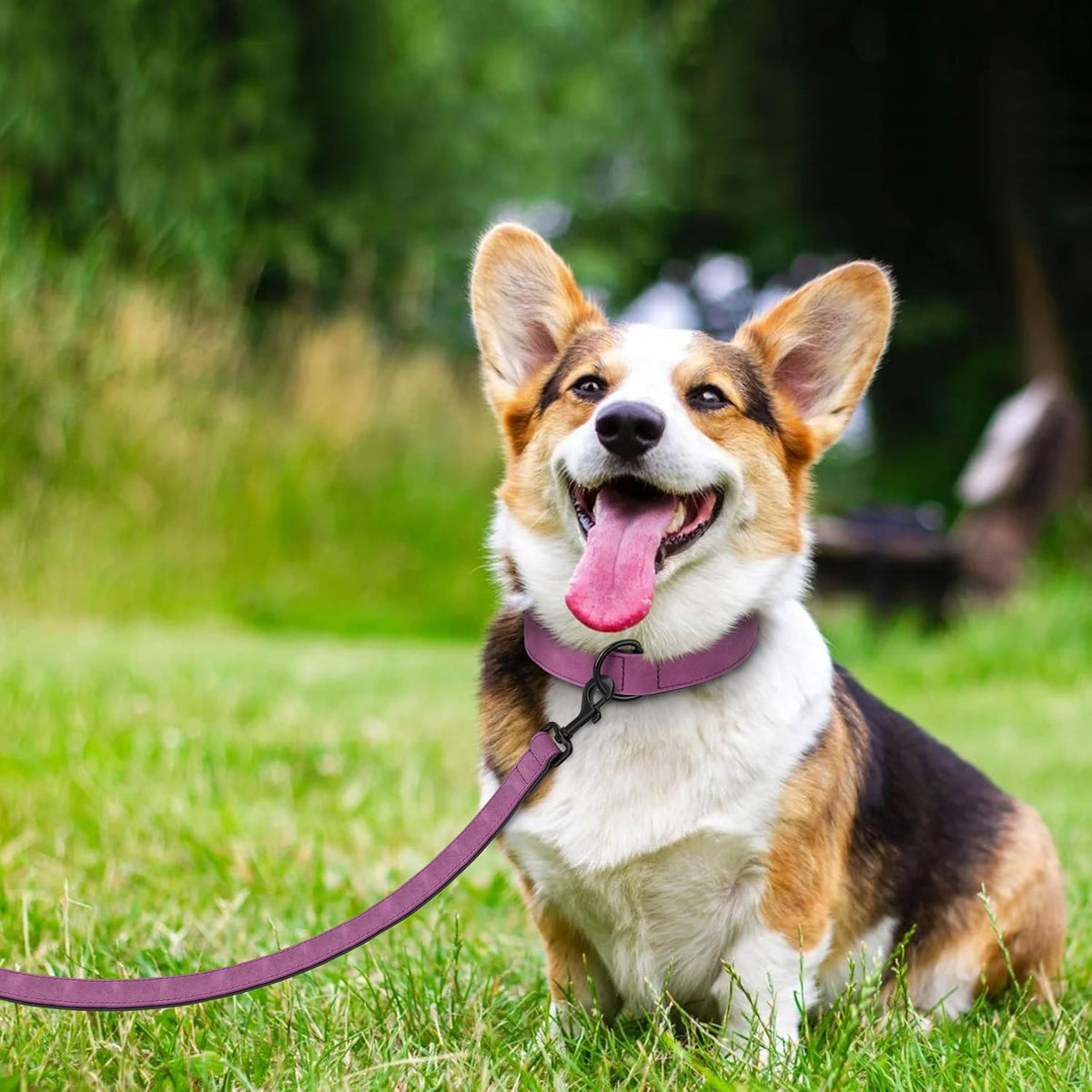 Didog Soft Padded Leather Dog Collar and Leash Set, Heavy Duty Dog Leash and Collar Set with Metal Buckle, Breathable Dog Collars with 4FT Leather Dog Leash for Small Medium Large Dogs, Purple, M