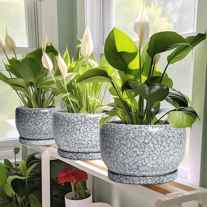SQOWL Ceramic Pot for Plants - 6 Inch Ceramic Planter for Indoor Outdoor, Decorative Plant Pot with Drainage Hole and Saucer, Round Planter for Flower, Bedroom Decor, Garden Gifts, Black and White