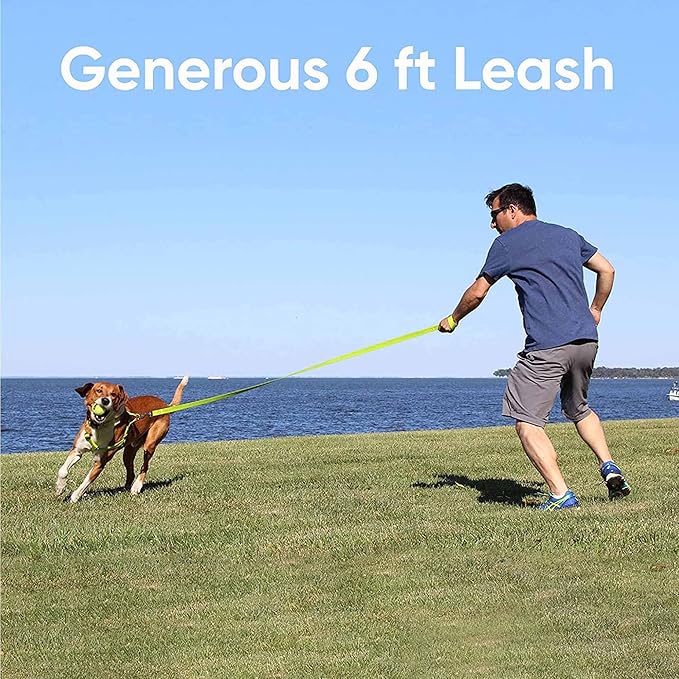 Pawtitas 6 FT Solid Color Leash for Puppy and Dog Leash Dog Training Leash 6 ft or 1.8 m Dog Leash Extra Extra Small Dog Leash can be Used for as a Cat Leash Black Dog Leash