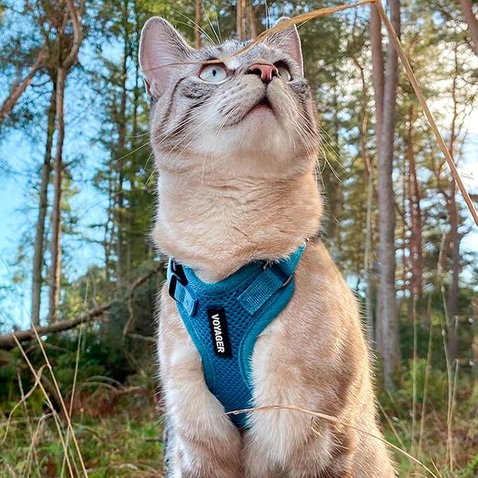 Voyager Step-in Lock Adjustable Cat Harness w. Cat Leash Combo Set with Neoprene Handle 5ft - Supports Small, Medium and Large Breed Cats by Best Pet Supplies - Turquoise, XXS