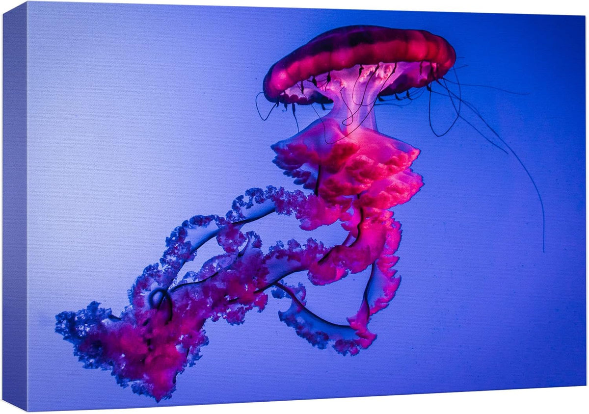 wall26 Canvas Print Wall Art Vibrant Neon Hot Pink Underwater Jellyfish Nature Animals Photography Realism Rustic Scenic Landscape Wilderness Earth for Living Room, Bedroom, Office - 32"x48"