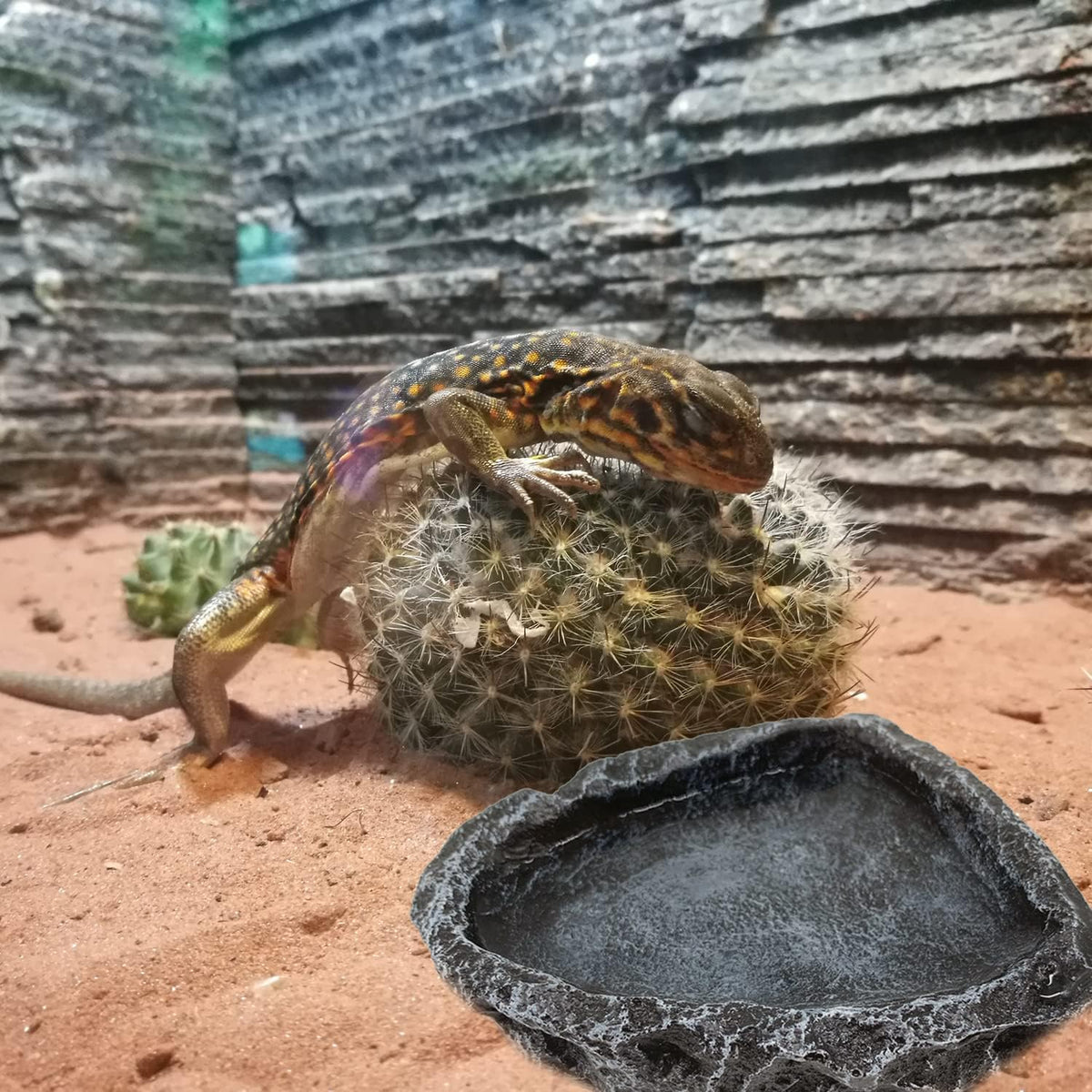 Reptile Water Dish Food Bowl, 2 Pack Reptile Feeding Dish Corner Bowl Terrarium Bowls for Bearded Dragon Lizard Frog Gecko Tortoise Hermit Crab