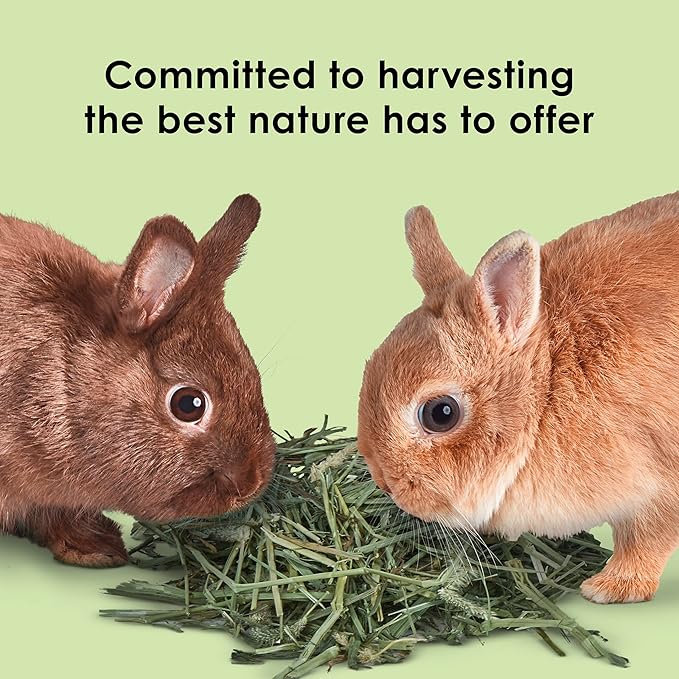 Kaytee Timothy Hay, High Fiber, Grown Specifically for Small Animals, Rabbits, Guinea Pigs, Chinchillas, Ideal Bulk Order for Small Pets, 12 pounds