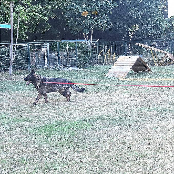 Dog/Puppy Obedience Recall Training Agility Lead -15ft 20ft 30ft 40ft 50ft Training Leash - Great for Play, Camping, or Backyard - Purple 50ft