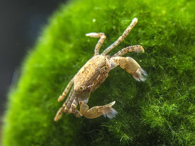 Aquatic Arts 5 Live Freshwater Pom Pom Crabs | Real Living Nano Aquarium Fish Tank Pet | Betta/Danio/Rasbora/Guppy Compatible