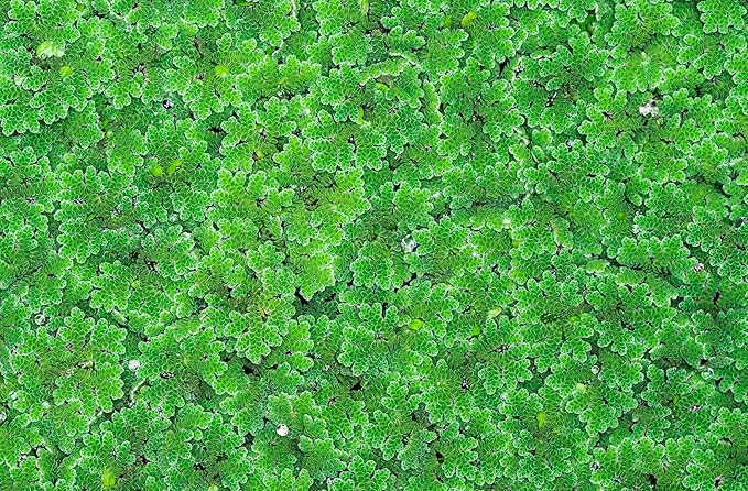 Azolla caroliniana 25 + Plants Live Floating Pond Plant Mosquito Fern Water Velvet Fairy Moss Aquarium Outdoor Ponds Fast Growth Outcompetes Algae Fish Food filiculoides