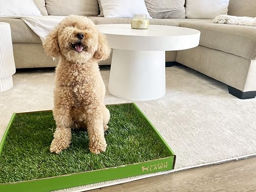 DoggieLawn Real Grass Dog Pee Pads with Tray - Large Dog Potty Pad 24x24 | No-cleaning, odor-reducing puppy potty training pad for housebreaking, indoor or outdoor use, real grass, replace when needed