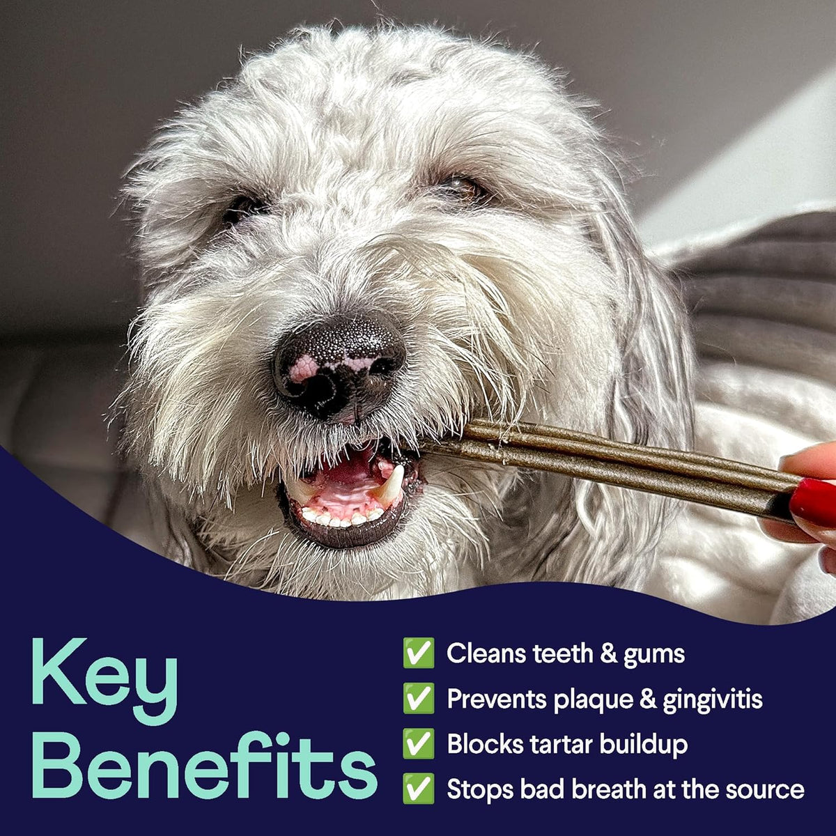 Finn Plaque Patrol Dental Chews | Triple-Action Defense Against Plaque, Tartar, and Bad Breath | for Medium/Large Dogs, 25+ lbs