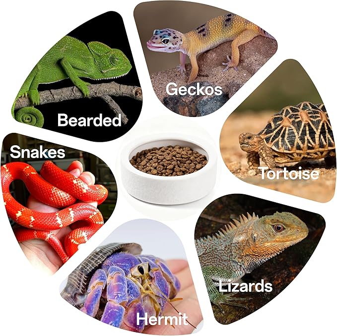 Escape-Proof Reptile Food Dish Bowl, Ceramic Reptile Feeding Dish & Small Animal Bowl for Lizard, Leopard Gecko, Hermit Crab, Hamster, Anti Escape Live Food & Water Dish (3x1in) 2PCS