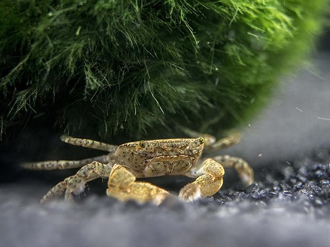 Aquatic Arts 5 Live Freshwater Pom Pom Crabs | Real Living Nano Aquarium Fish Tank Pet | Betta/Danio/Rasbora/Guppy Compatible