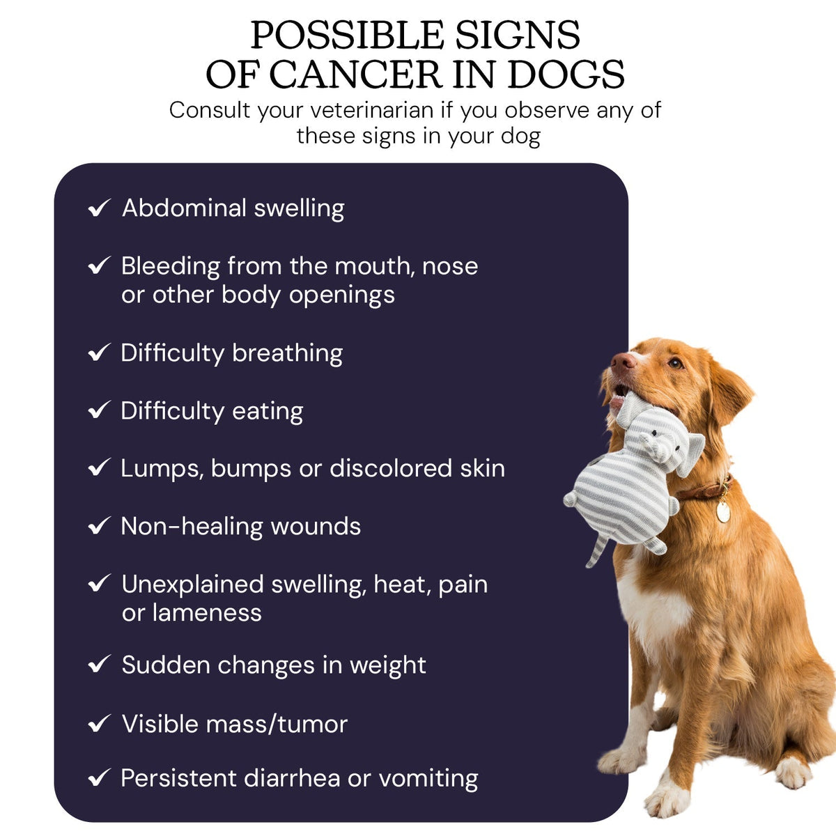Oncotect Essential At-Home Dog Cancer Screening Test Kit